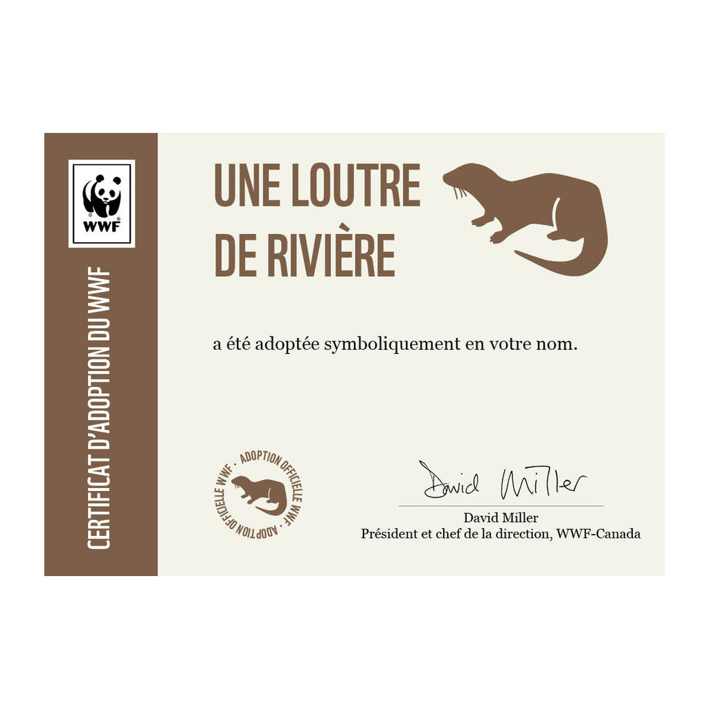 Peluche online loutre wwf